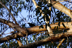 Ptiloris paradiseus