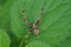 Araneus diadematus