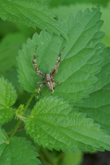 Araneus diadematus