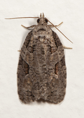 Apotomis infida