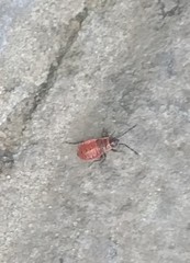 Pyrrhocoris apterus