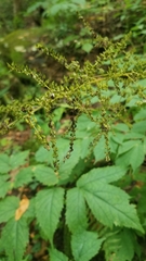 Astilbe biternata