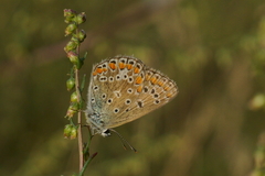 Polyommatus icarus
