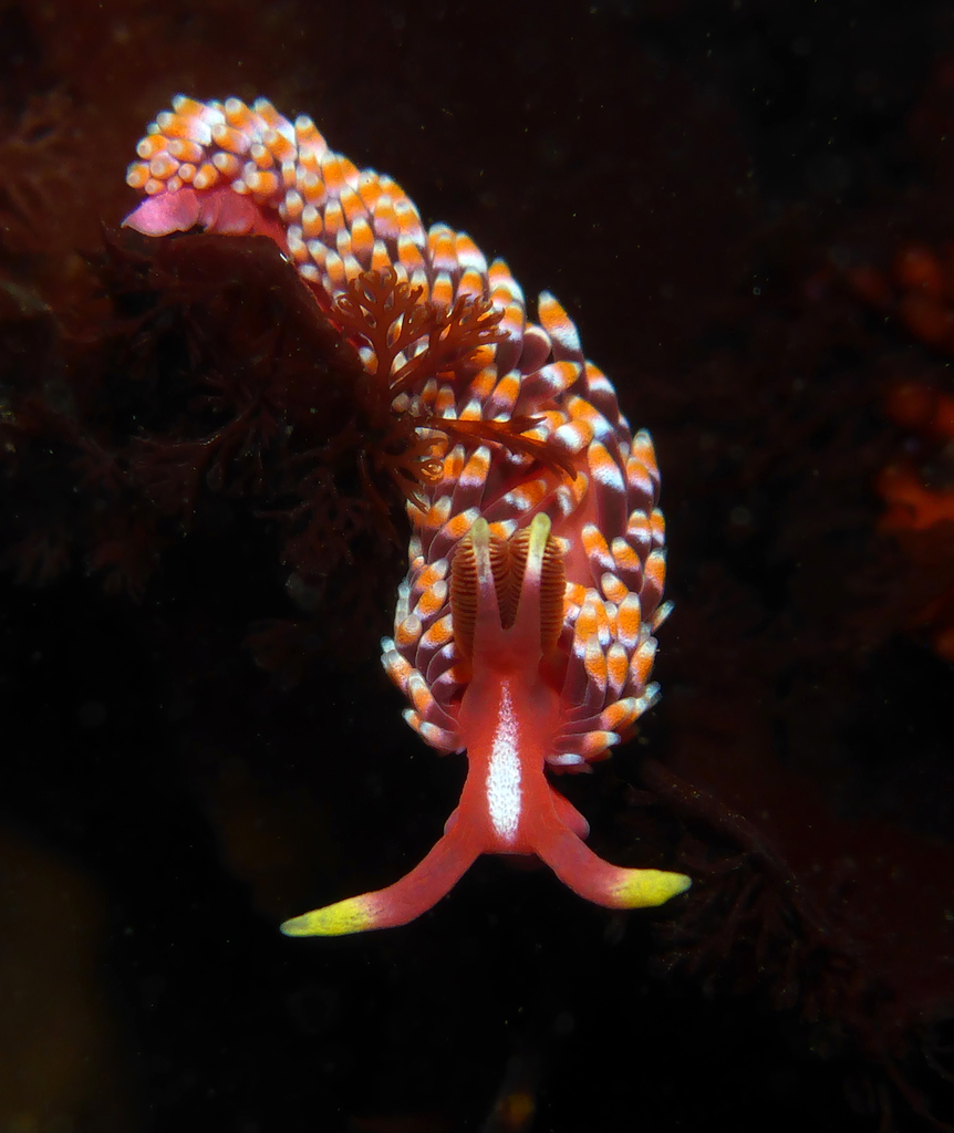 Cladobranchia