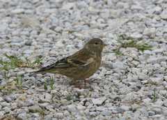 Carduelis citrinella