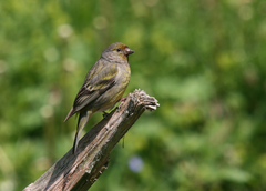 Carduelis citrinella