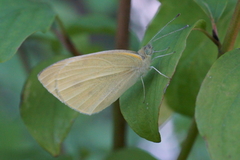 Pieris rapae