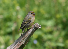 Carduelis citrinella