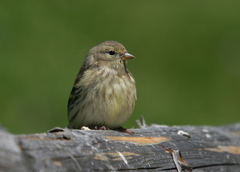 Carduelis citrinella