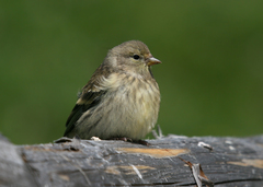 Carduelis citrinella