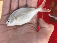 Trachinotus carolinus