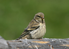 Carduelis citrinella