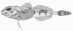 Atlantic Hook-Ear Sculpin photo 4