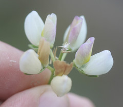 Lupinus variicolor