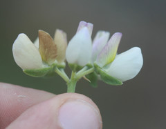 Lupinus variicolor