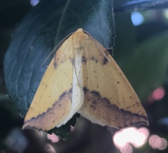 Neoterpes edwardsata