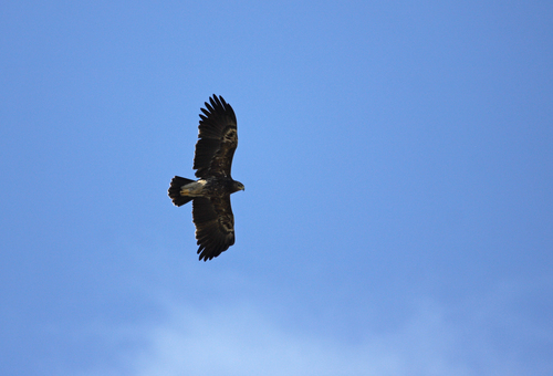 Lesser x Greater Spotted Eagle (hybrid)
