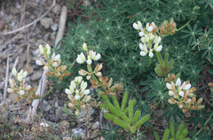 Lupinus variicolor