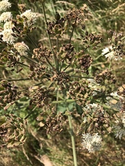 Heracleum sphondylium sphondylium