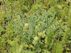 Astragalus dasyanthus