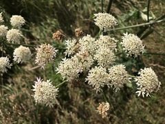 Heracleum sphondylium sphondylium