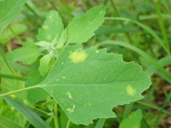 Peronospora variabilis