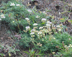 Lupinus variicolor
