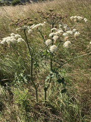 Heracleum sphondylium sphondylium