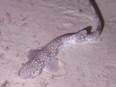 Whitesaddled Catshark photo 2