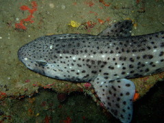 Nursehound photo 3
