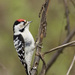 Lesser Spotted Woodpecker - Photo (c) Sergey Yeliseev, some rights reserved (CC BY-NC-ND)
