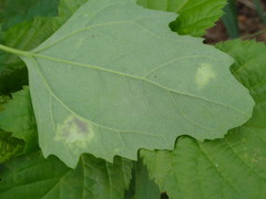 Peronospora variabilis