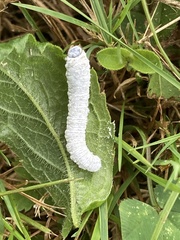 Macremphytus tarsatus