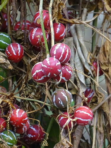Native Bryony