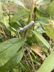 Macremphytus tarsatus