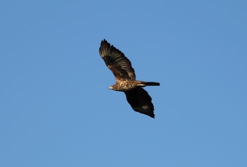 Águila perdicera (Aquila fasciata)