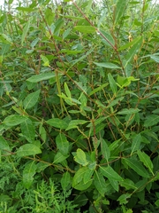 Decodon