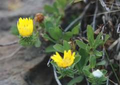 Grindelia stricta platyphylla