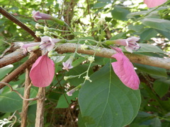 Pogonopus tubulosus