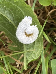 Macremphytus tarsatus