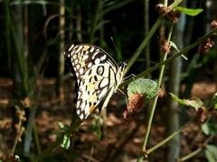 Papilio demoleus