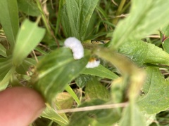 Macremphytus tarsatus