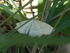 Scopula ternata