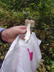 Leccinum percandidum