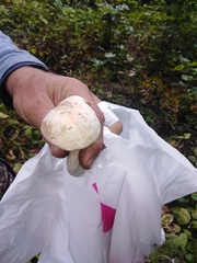 Leccinum percandidum