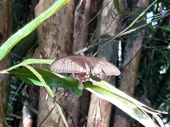 Papilio polytes