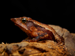 Rhinella macrorhina