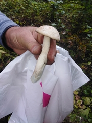 Leccinum percandidum