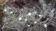 Usnea florida