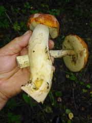 Leccinum albostipitatum